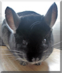 Ebony the Chinchilla