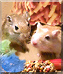 Cindy, Puff the Gerbils