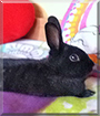 Max the Dwarf Rabbits