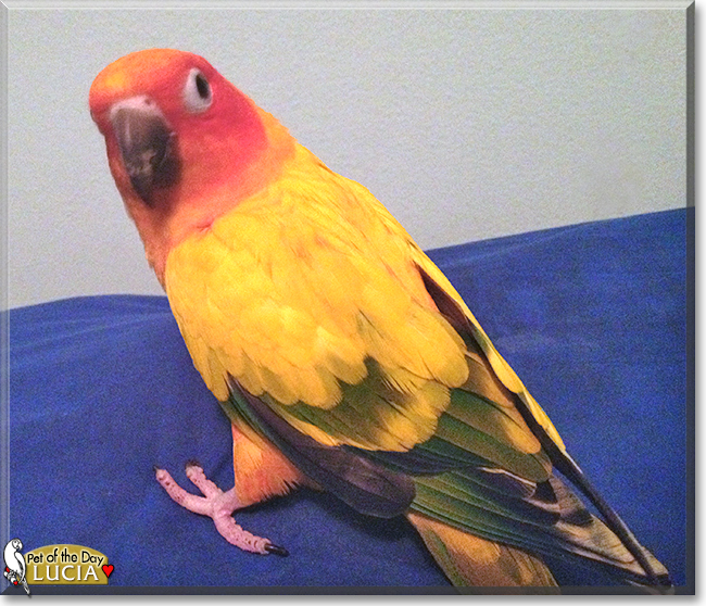 Lucia the Sun Conure, the Pet of the Day