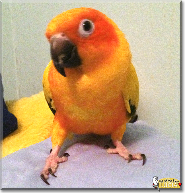 Lucia the Sun Conure, the Pet of the Day