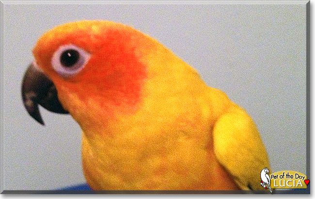 Lucia the Sun Conure, the Pet of the Day