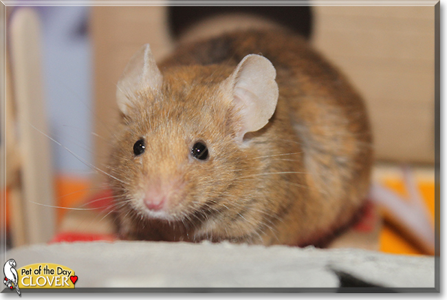 Clover the Mouse, the Pet of the Day