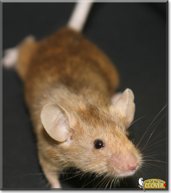 Clover the Mouse, the Pet of the Day