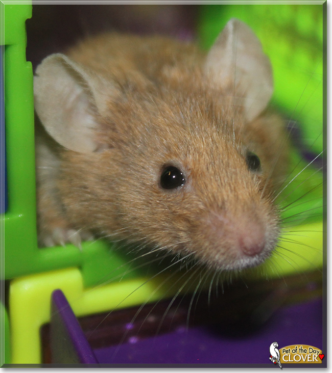 Clover the Mouse, the Pet of the Day