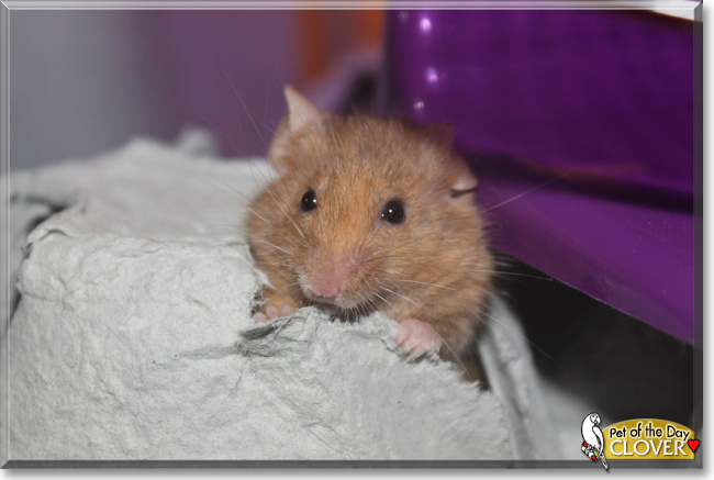 Clover the Mouse, the Pet of the Day