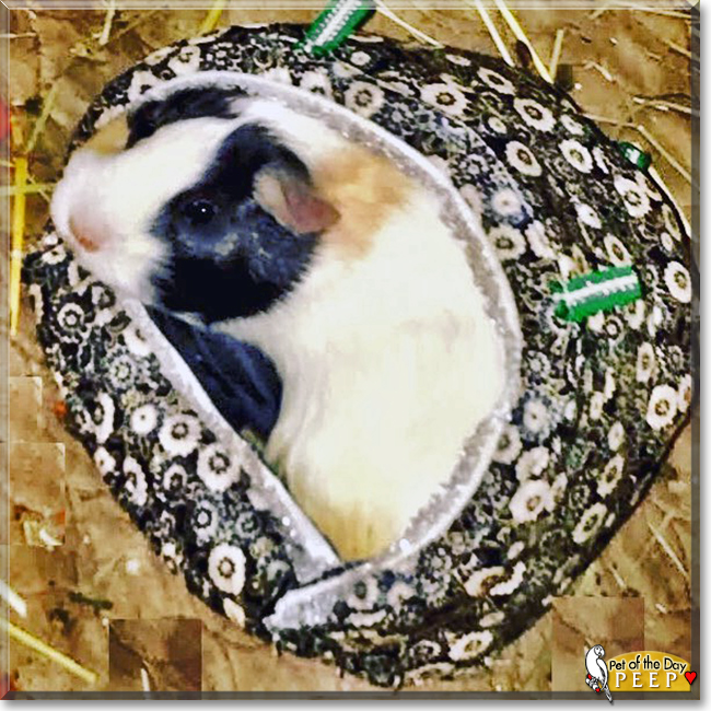 Peep the Guinea Pig, the Pet of the Day