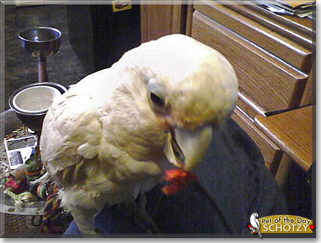 Schotzy the Goffin's Cockatoo, the Pet of the Day