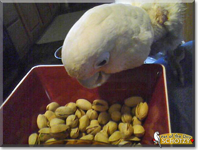 Schotzy the Goffin's Cockatoo, the Pet of the Day