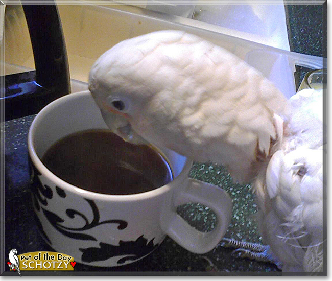 Schotzy the Goffin's Cockatoo, the Pet of the Day