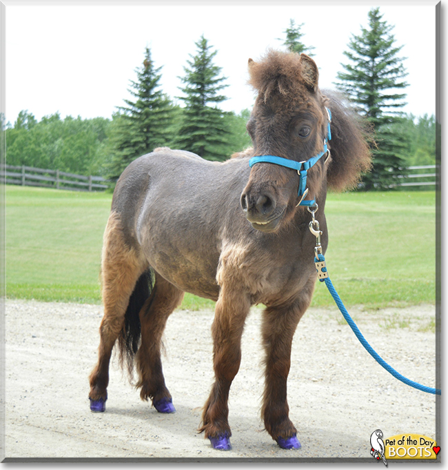 Boots the Miniature Horse Pony, the Pet of the Day