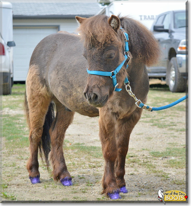 Boots the Miniature Horse Pony, the Pet of the Day