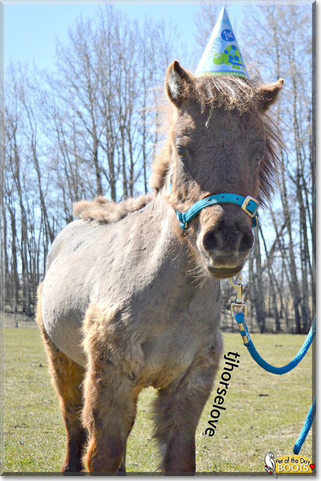 Boots the Miniature Horse Pony, the Pet of the Day