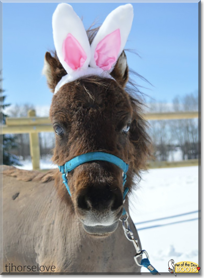 Boots the Miniature Horse Pony, the Pet of the Day
