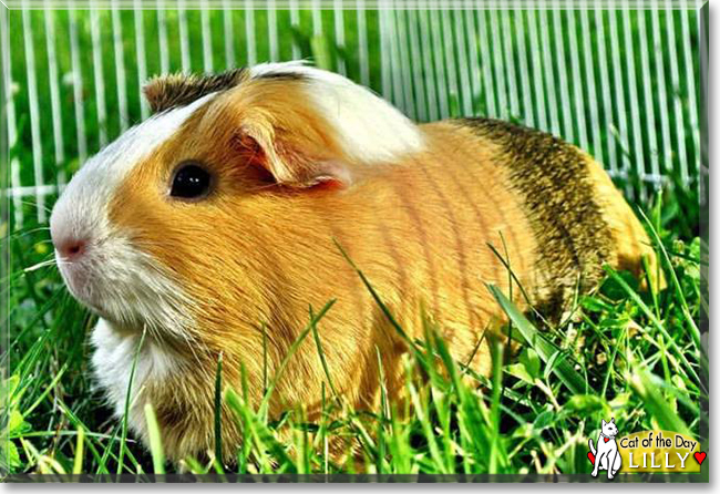 Lilly the Guinea Pig, the Pet of the Day