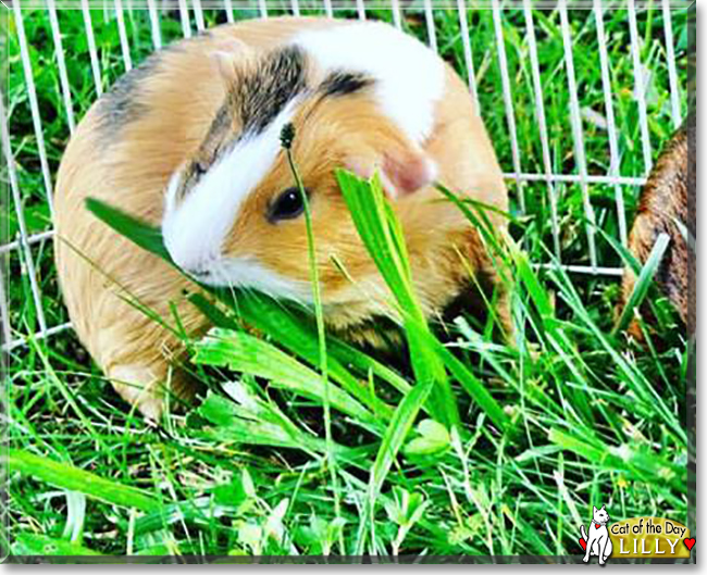 Lilly the Guinea Pig, the Pet of the Day