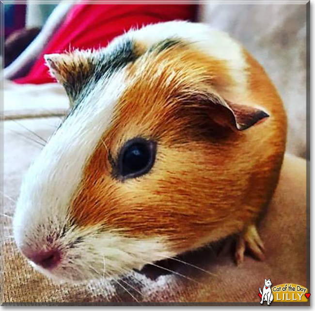 Lilly the Guinea Pig, the Pet of the Day