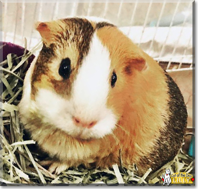 Lilly the Guinea Pig, the Pet of the Day