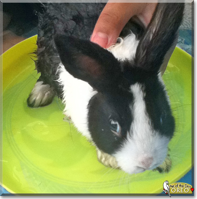 Oreo the Dutch Rabbit, the Pet of the Day