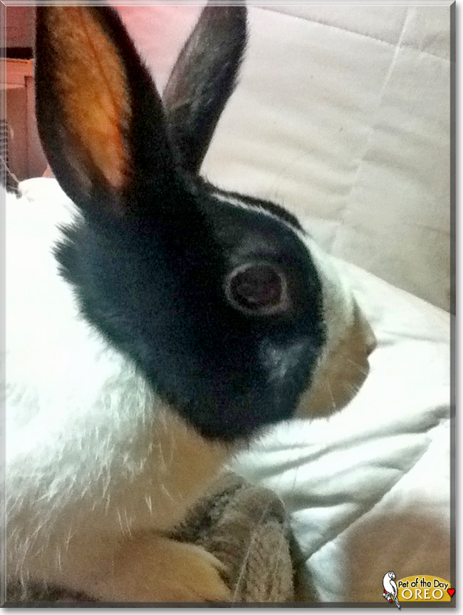 Oreo the Dutch Rabbit, the Pet of the Day