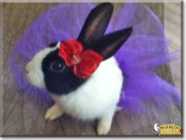 Oreo the Dutch Rabbit, the Pet of the Day