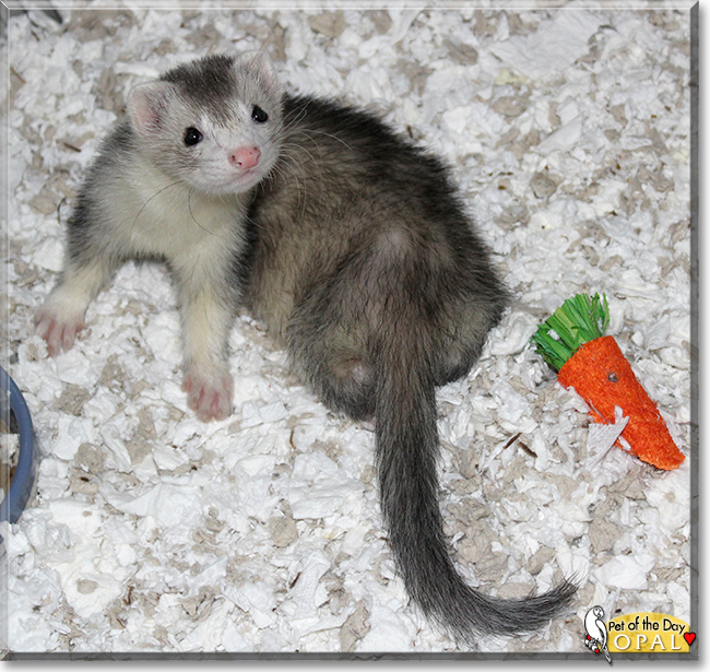 Opal the Domestic Ferret, the Pet of the Day