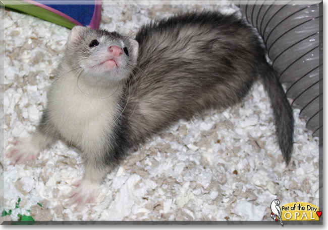 Opal the Domestic Ferret, the Pet of the Day