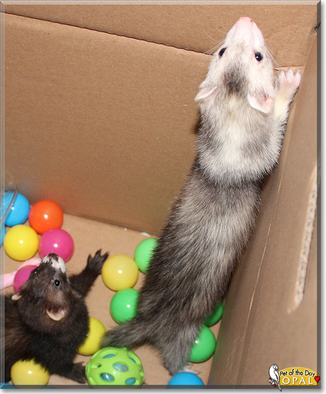 Opal the Domestic Ferret, the Pet of the Day