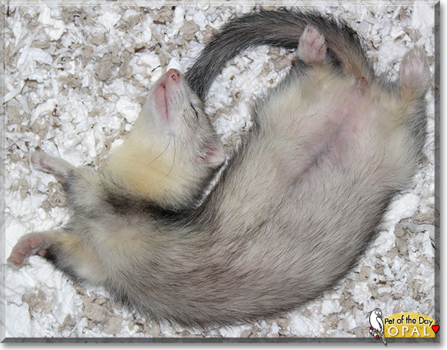 Opal the Domestic Ferret, the Pet of the Day