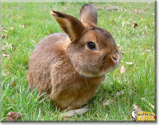 Fritzi the Rabbit, the Pet of the Day