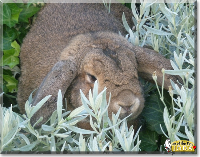 Joda the Lop Rabbit, the Pet of the Day