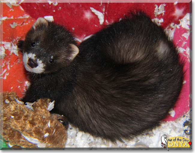 Onyx the Domestic Ferret, the Pet of the Day