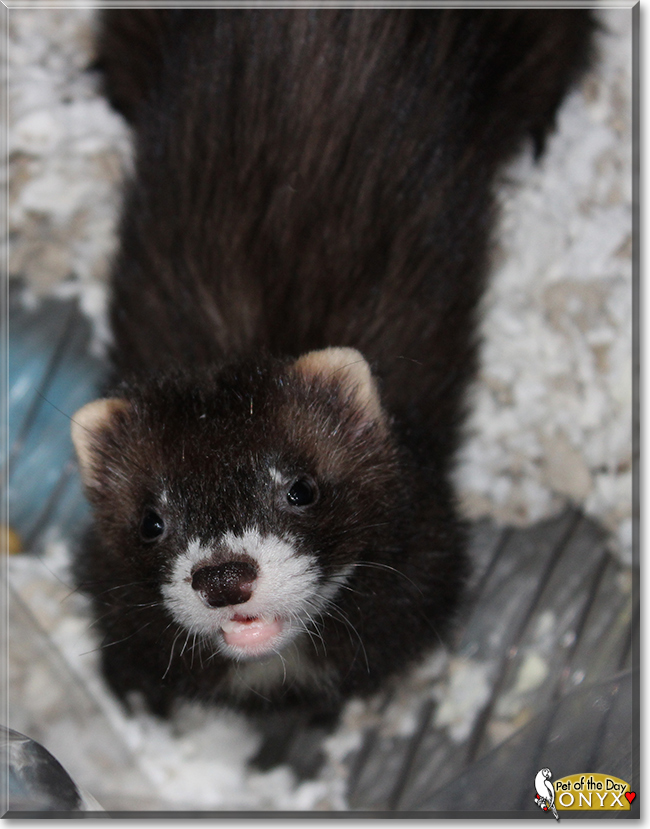 Onyx the Domestic Ferret, the Pet of the Day