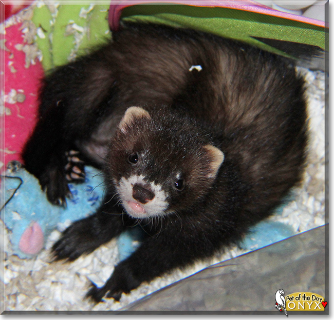 Onyx the Domestic Ferret, the Pet of the Day