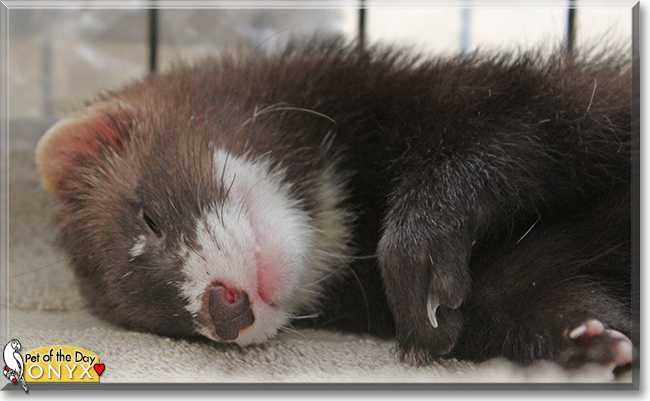 Onyx the Domestic Ferret, the Pet of the Day