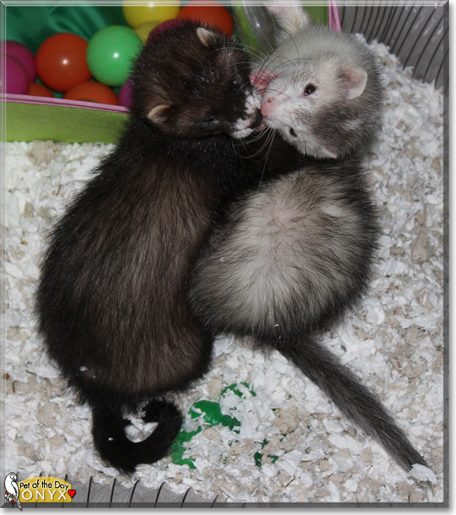 Onyx the Domestic Ferret, the Pet of the Day
