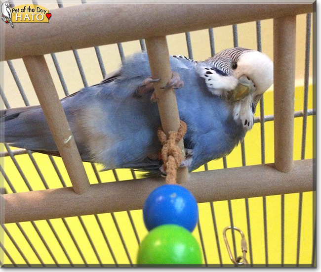 Hato the Budgie, the Pet of the Day