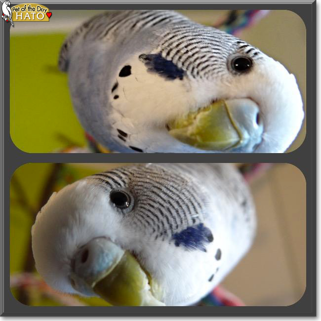 Hato the Budgie, the Pet of the Day