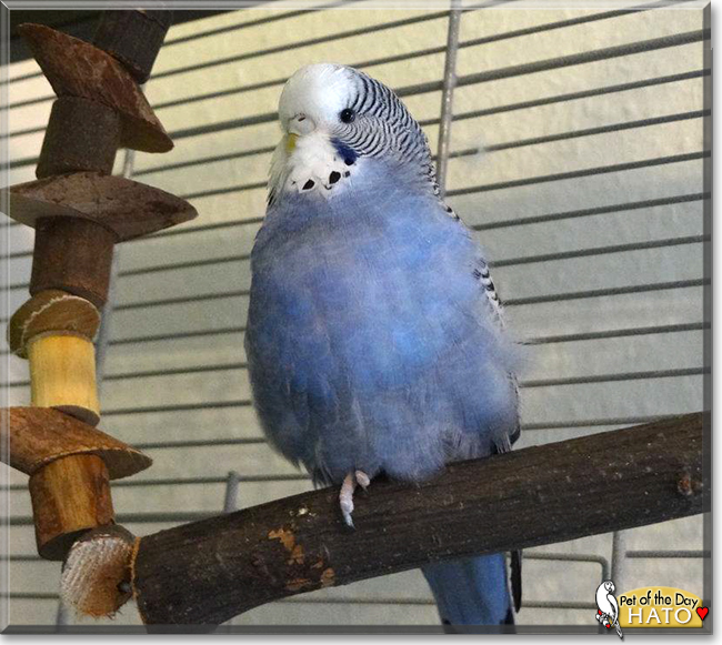 Hato the Budgie, the Pet of the Day