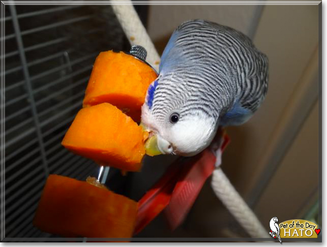 Hato the Budgie, the Pet of the Day
