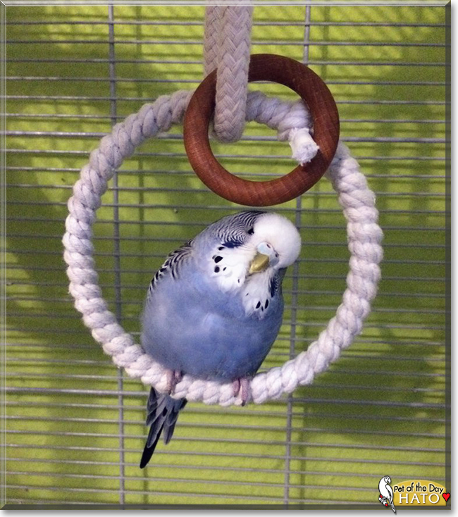 Hato the Budgie, the Pet of the Day