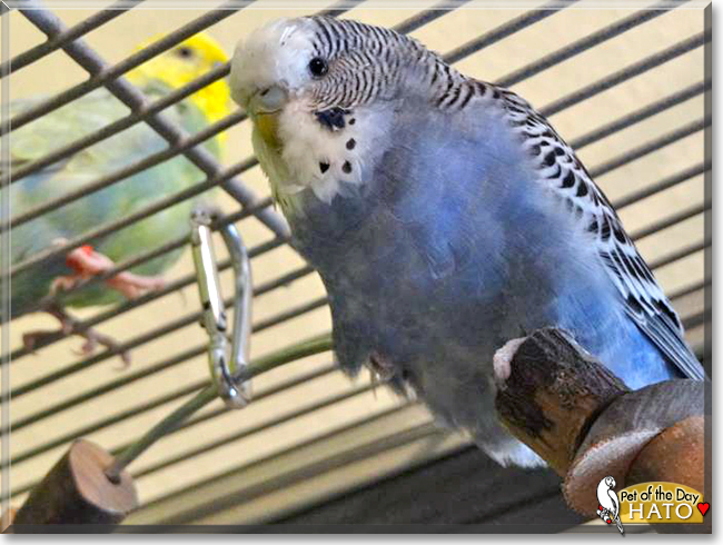 Hato the Budgie, the Pet of the Day