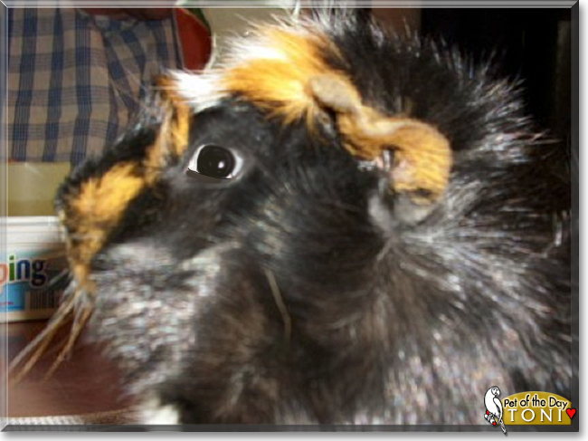 Toni the Guinea Pig, the Pet of the Day