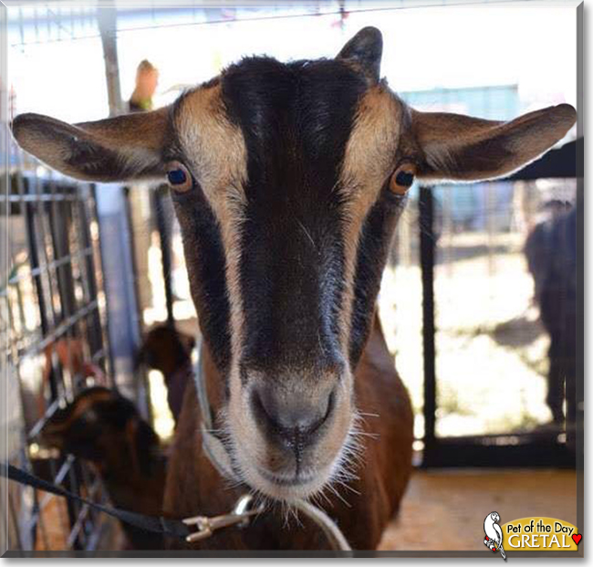 Gretal the Australian Miniature Goat, the Pet of the Day