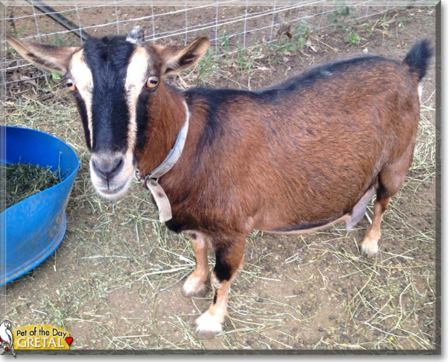 Gretal the Australian Miniature Goat, the Pet of the Day