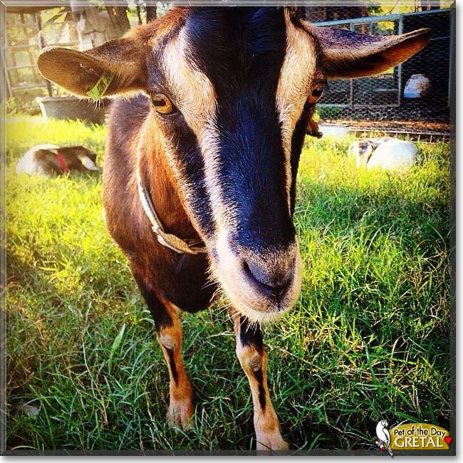 Gretal the Australian Miniature Goat, the Pet of the Day
