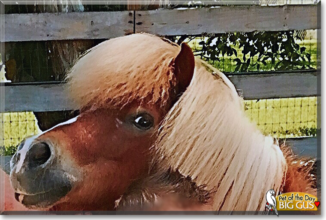 Big Gus the Miniature Horse, the Pet of the Day