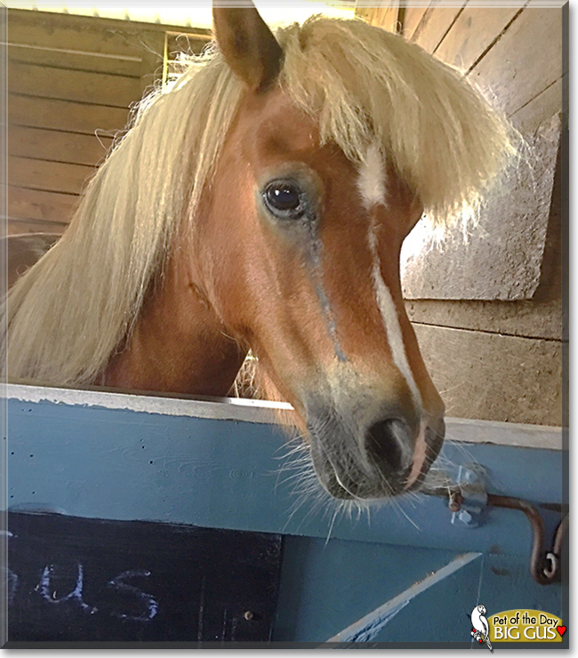 Big Gus the Miniature Horse, the Pet of the Day