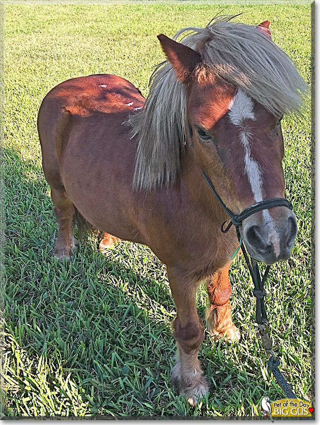 Big Gus the Miniature Horse, the Pet of the Day