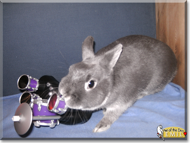 Emil the Netherland Dwarf Rabbit, the Pet of the Day